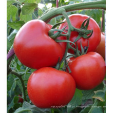 HT45 Sanbu TYLCV resistente híbrido f1 melhores sementes de tomate para estufa